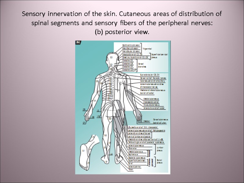 Sensory innervation of the skin. Cutaneous areas of distribution of spinal segments and sensory